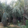 福建漳州布迪椰子
