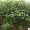 基地直销苗圃合欢树合欢花绿化工程乔木树行道树规格齐全量大优惠