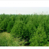 供应苗木