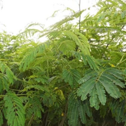 **树苗批发 庭院观花植物 绿化工程花卉苗木 规格齐全 行道树