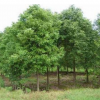 供应香樟树 香樟树苗