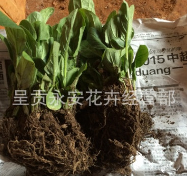 呈贡斗南[全国销售]春季热销ing非洲菊种苗又名扶郎苗及花卉