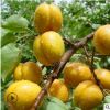 凯特杏树苗酸甜可口地栽优质杏树苗品种纯正量大优惠可嫁接杏树苗