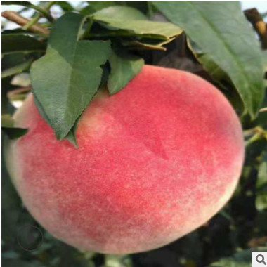 桃树苗中秋红蜜 秋彤 晚熟品种多产量高桃树苗个大味甜优质桃树苗