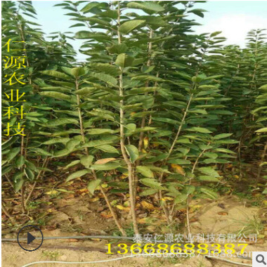 基地直销矮化樱桃苗 现货出售大樱桃苗 樱桃苗价格合理