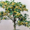 桂花树1-5公分金桂/丹桂/四季桂/银桂/桂花树苗/桂花苗批发