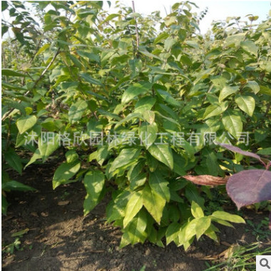 腊梅树苗冬季观赏花卉 腊梅花苗 50-100cm高 落叶灌木 梅花苗图3