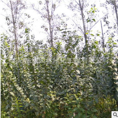 腊梅树苗冬季观赏花卉 腊梅花苗 50-100cm高 落叶灌木 梅花苗图2