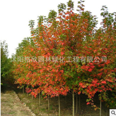 优质红枫树批发美国红枫树苗工程绿化苗木嫁接红枫小苗红叶植物图3