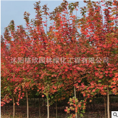 优质红枫树批发美国红枫树苗工程绿化苗木嫁接红枫小苗红叶植物图2