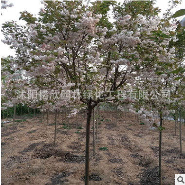 松月樱树苗庭院花卉植物 园林观赏盆景松月樱花苗 工程绿化苗木图3