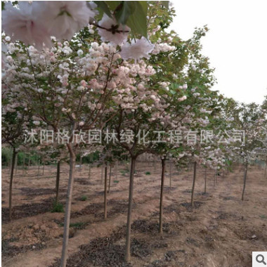 松月樱树苗庭院花卉植物 园林观赏盆景松月樱花苗 工程绿化苗木图2