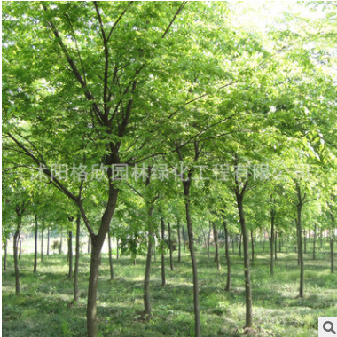 专供榉树基地 工程绿化苗木 榉树树苗批发行道护坡 规格齐全图2