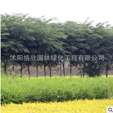 专供榉树基地 工程绿化苗木 榉树树苗批发行道护坡 规格齐全图3