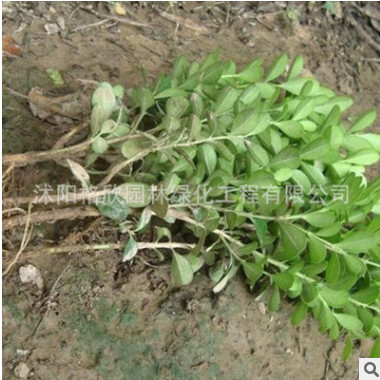 基地直销 小叶黄叶球销售 量大优惠 黄杨球批发 精品黄杨球价格图3