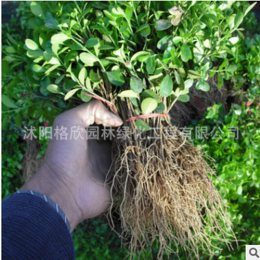 基地直销 小叶黄叶球销售 量大优惠 黄杨球批发 精品黄杨球价格图2