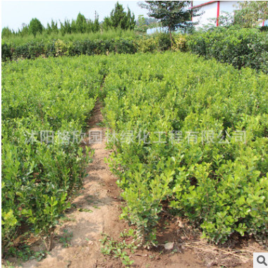 直销小叶黄杨苗 瓜子黄杨 各种绿化工程苗 四季常青 量大优惠图2