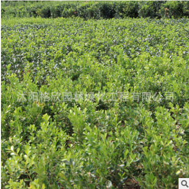 直销小叶黄杨苗 瓜子黄杨 各种绿化工程苗 四季常青 量大优惠图3