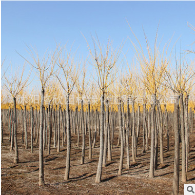 基地绿化苗木黄金槐树苗 供应园林绿化树苗 黄金槐 规格齐全图2