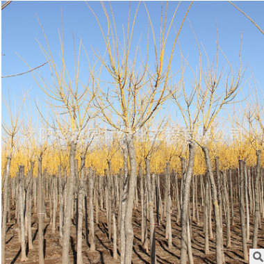 基地绿化苗木黄金槐树苗 供应园林绿化树苗 黄金槐 规格齐全图3