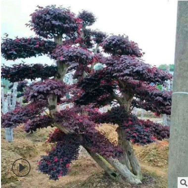 造型红花继木 湖南苗圃直销 精品造型红花继木桩批发 货源充足图3