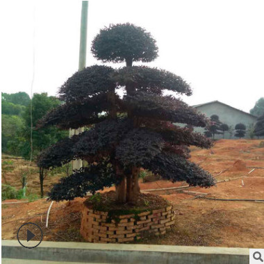 造型红花继木 湖南苗圃直销 精品造型红花继木桩批发 货源充足图2