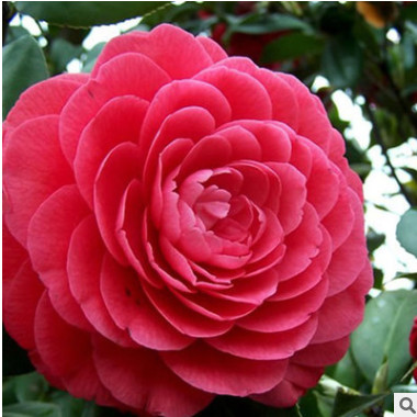 护坡绿化苗木山茶花苗 山茶花苗木 茶花球苗 专业种植 多规格图2