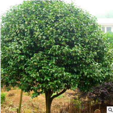 护坡绿化苗木山茶花苗 山茶花苗木 茶花球苗 专业种植 多规格图3