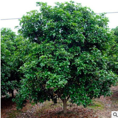 湖南苗木基地直供四季桂苗木 优质四季桂球批发 造型精美 货源充图2