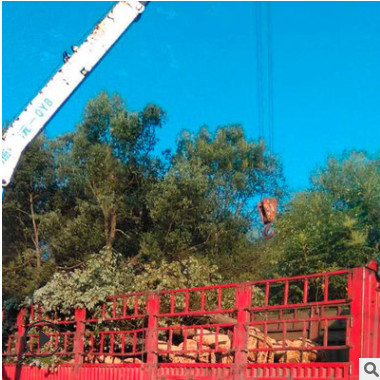 小叶香樟批发 园林绿化苗木香樟树 价格实惠 现货供应 树形优美图3