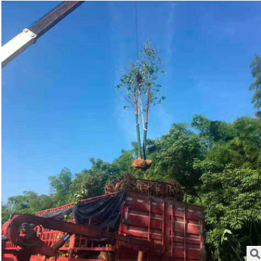 小叶香樟批发 园林绿化苗木香樟树 价格实惠 现货供应 树形优美图2