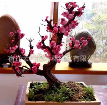 红梅盆栽造型盆景美人梅素心腊梅植物庭院花卉朱砂梅乌梅腊梅树桩