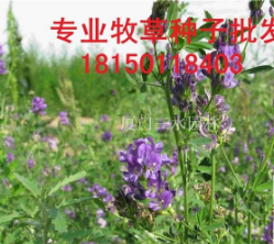 紫花苜蓿|25kg/袋