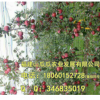 北京樱桃苗 种子