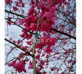 福建山樱花：大红花，地径2公分，高度1.8米以上，数量30000棵