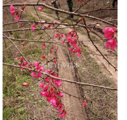 福建山樱花：米径3-10公分，数量20000棵左右
