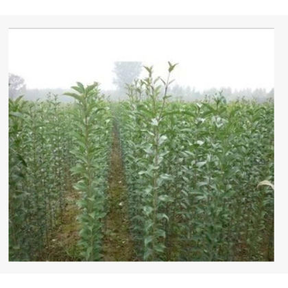 供应女贞，各种规格