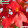 美国改良十月光辉 江西绿农美国红枫小苗价格 十月光辉图片 详细介绍