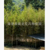 厂家直销批发黄金间碧玉竹青皮竹雷竹黄金竹 行道庭院园林工程苗