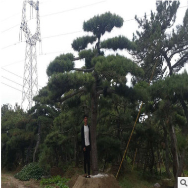 批发园林造型景松 迎客松 造型奇特 树形优美 平顶松 湿地油松