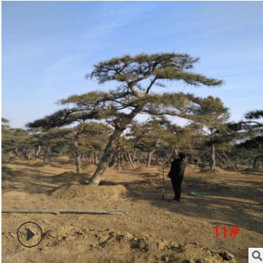 批发直售山东1米-5米油松价格 泰安优质造型油松繁育基地