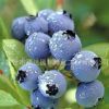 果树苗木批发蓝莓树苗新品种庭院盆栽果树苗兔眼蓝莓苗