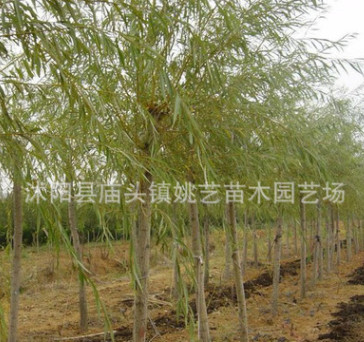 金丝垂柳树苗批发公园行道市政园林绿化苗木柳树苗庭荫风景树