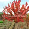 三季红枫树苗批发工程绿化苗木精品日本红枫苗园林风景树