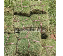 福建福州宁德屏南马尼拉草皮，福州绿化草皮最新批发价格