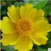 金鸡菊种子 绿化工程观花植物种子 基地直销 量大从优