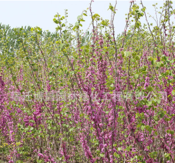 紫荆树苗批发园林道路美化苗木丛生紫荆苗满条红庭品种齐全价格优