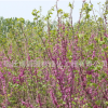 紫荆树苗批发园林道路美化苗木丛生紫荆苗满条红庭品种齐全价格优