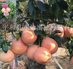 福建漳州三红蜜柚苗的种植