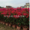 福建漳州三角梅
